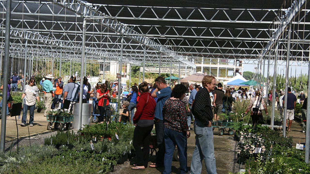 Fall plant sale