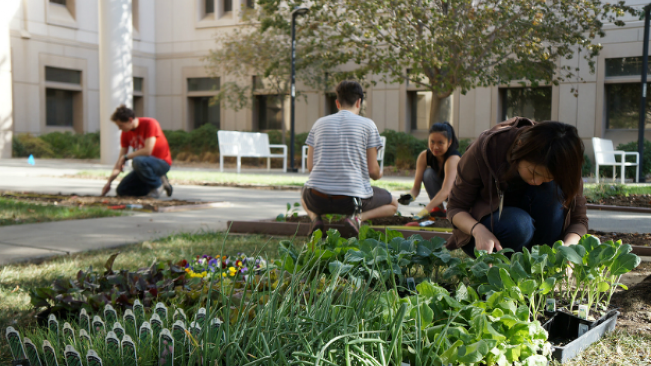 Apply now for student edible landscaping opportunities