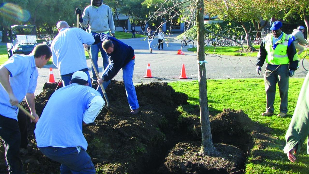 UC Davis Grounds and Landscape Services crews plant new trees and maintain the thousands of trees that create our majestic campus tree canopy. Grounds & Landscape Services secures grant for 100 new trees