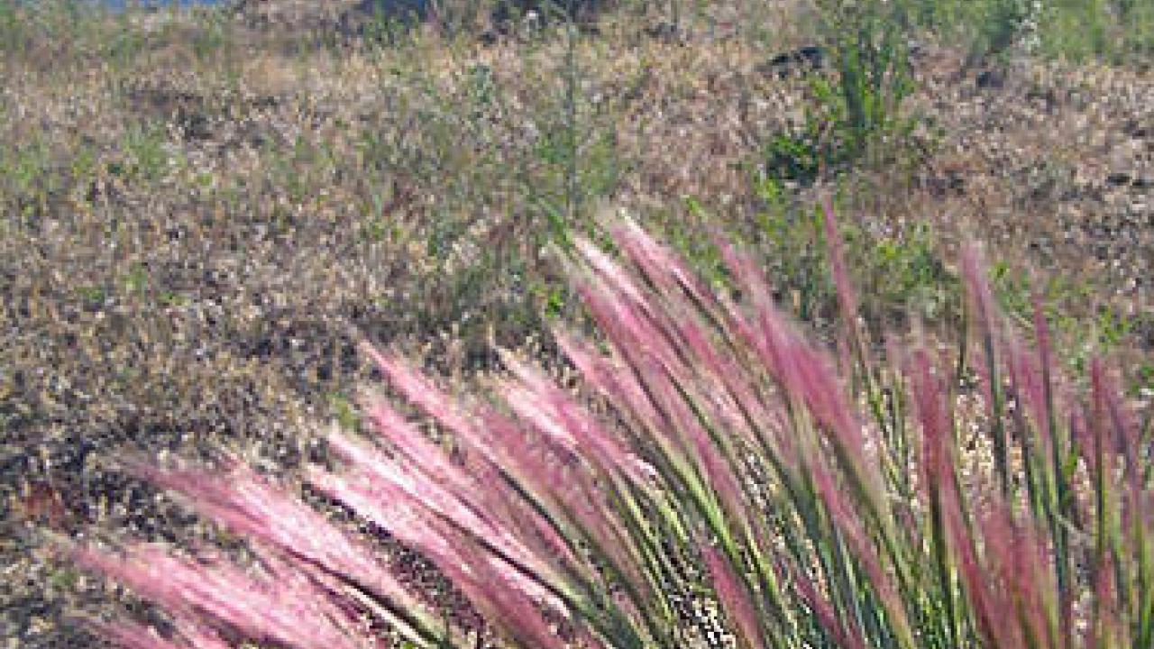 Purple needlegrass