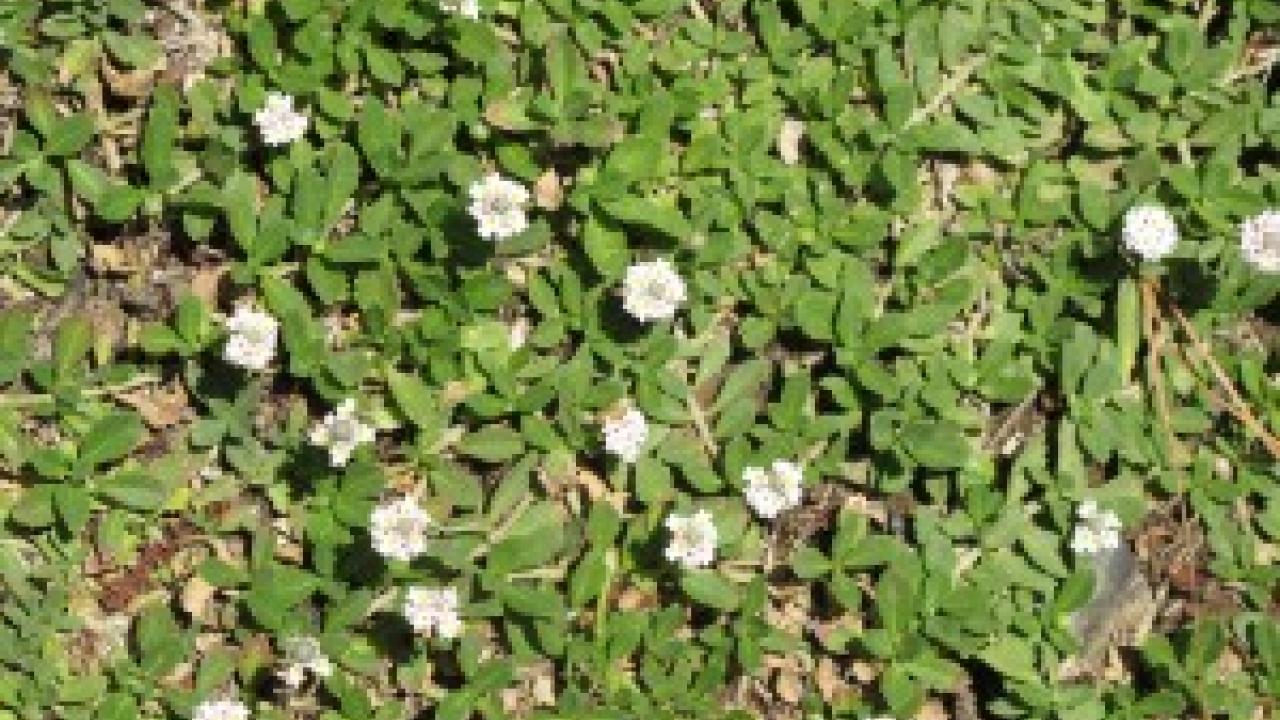 lippia nodiflora groundcover 
