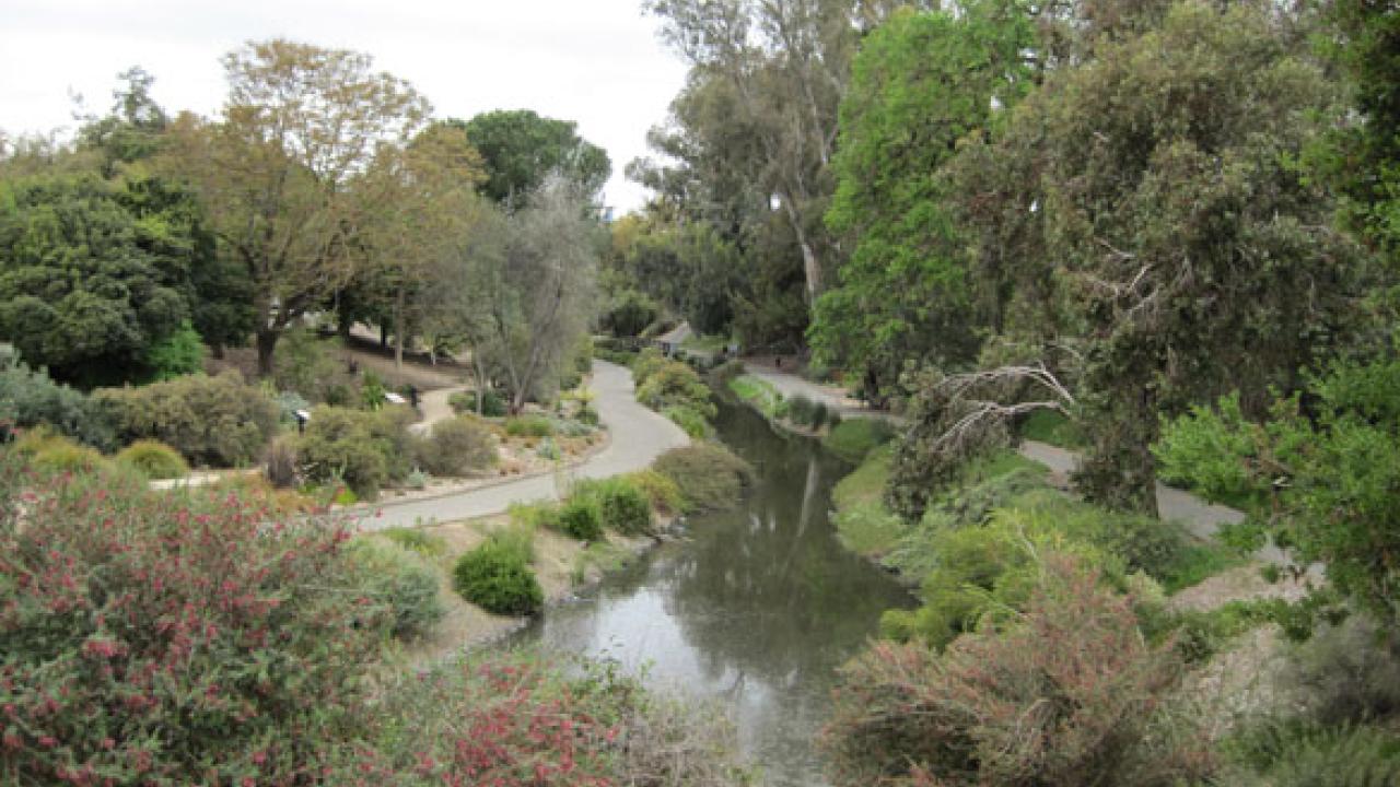 The view of the Australian Collection from the area that will be the California Native Plant GATEway Garden. View