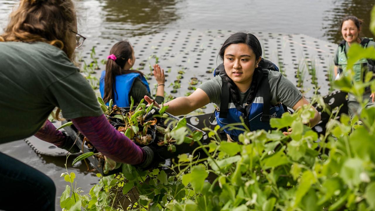 Student Intern planting in Arboretum Waterway