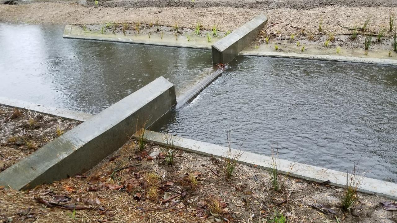 A weir in the Arboretum Waterway