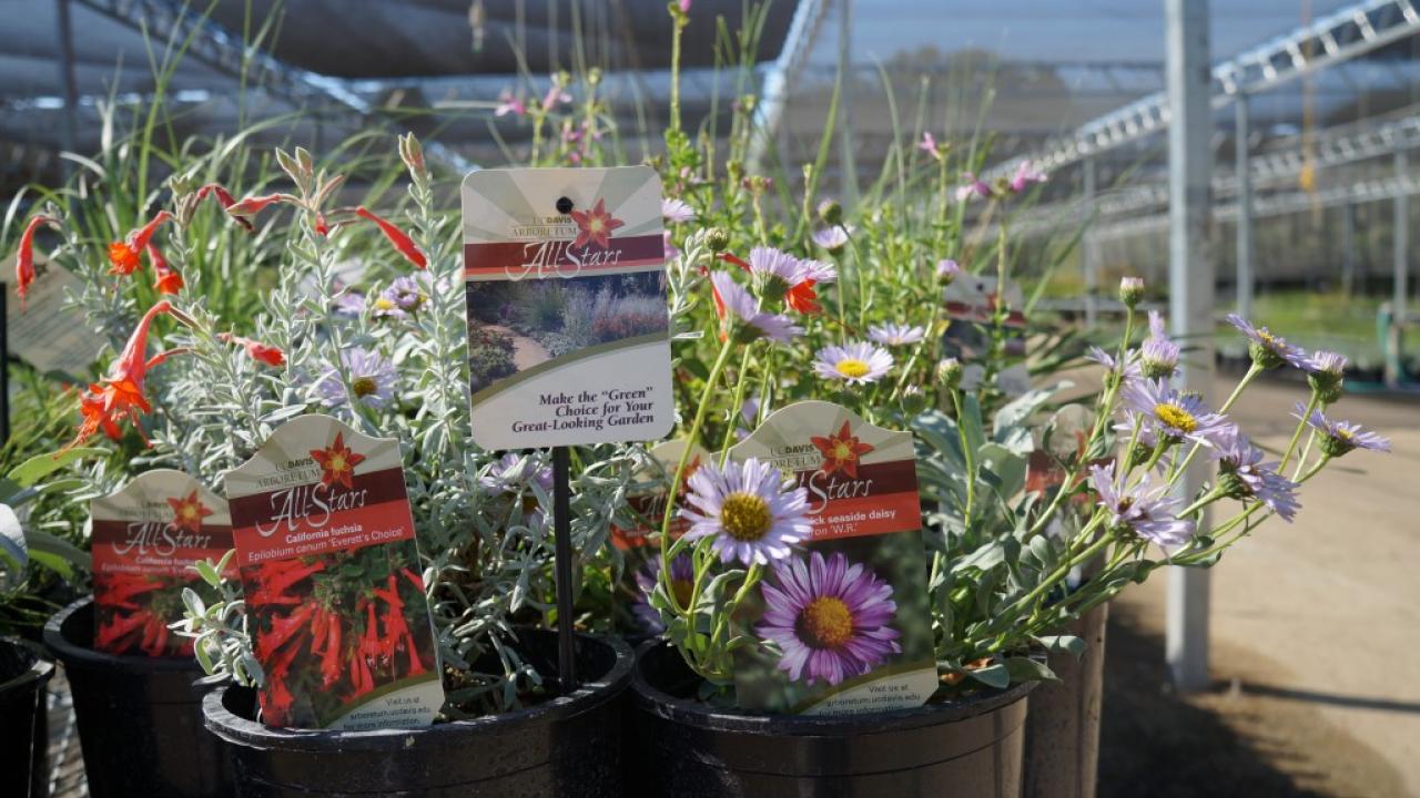 Many of our Arboretum All-Stars will be available for purchase at our Fall 2015 Plant Sales. Arboretum All-Stars