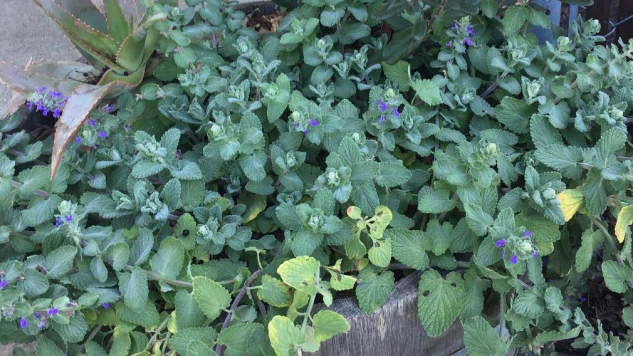 Image of catmint.