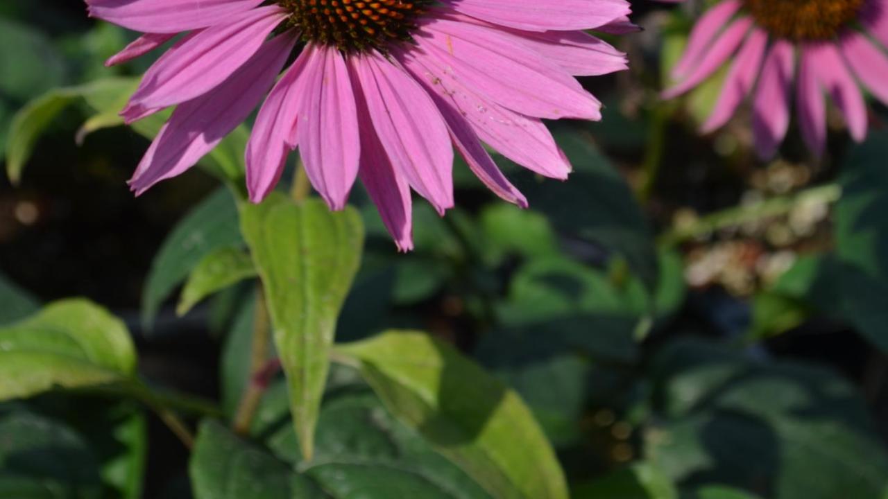 image of a 'Ruby Giant' flower