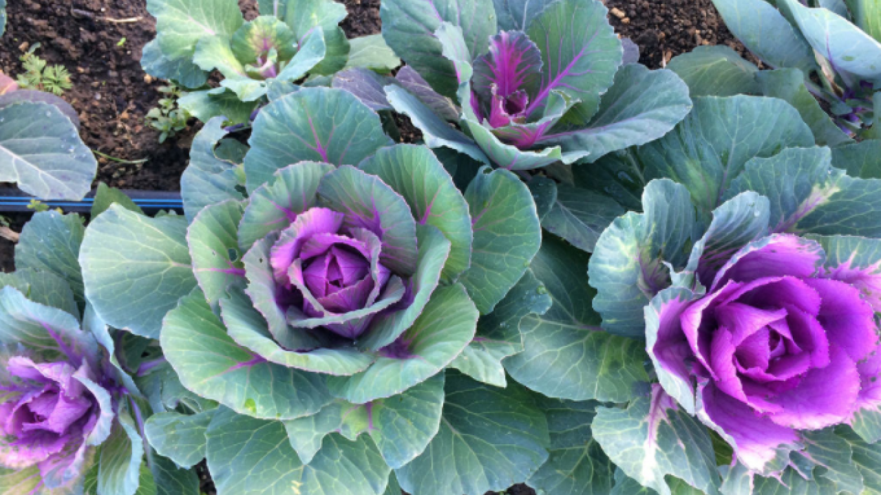 Fall plant sales