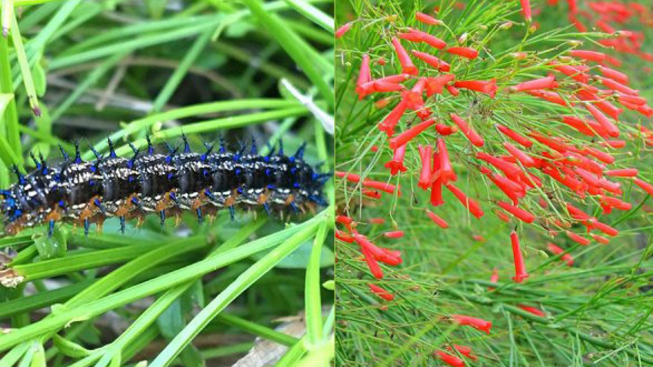 Left: buckeye caterpillar (photo by Ria De Grassi); Right: detail of firecracker plant (photo by Thai Jasmine CC BY-NC 2.0)
