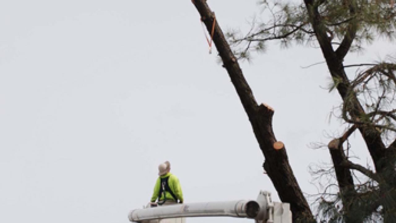 man taking down a tree