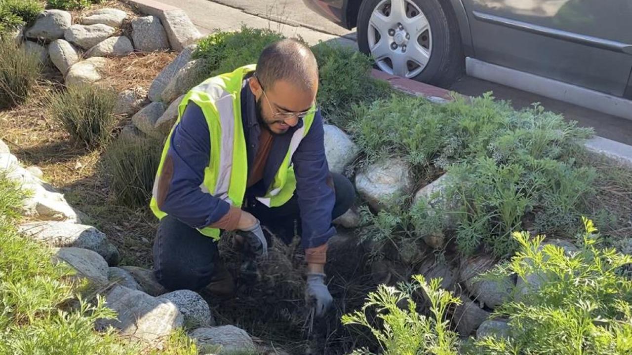 Levy Hernandez, former co-coordinator for the UC Davis Arboretum and Public Garden's Learning by Leading Sustainable Horticulture program, is now an environmental designer for The River Project. Image of Levy Hernandez working to improve the environment in LA.