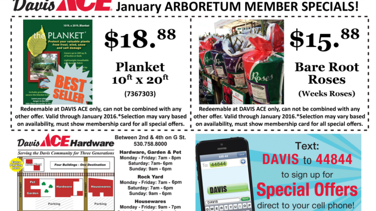 January Davis Ace specials