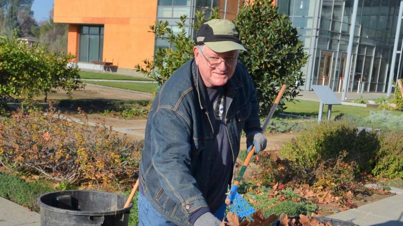 Larry Hoover, Arboretum and Public Garden volunteer, removes leaves from around the fruit trees at the UC Davis Good Life Garden.