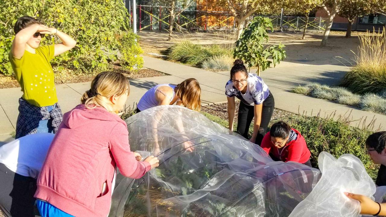Students from the Edible Landscaping team work to install a row cover. 