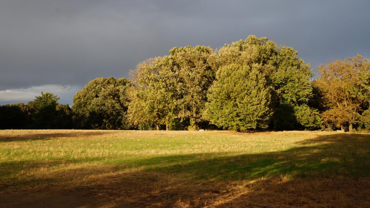Meadow in October 2012
