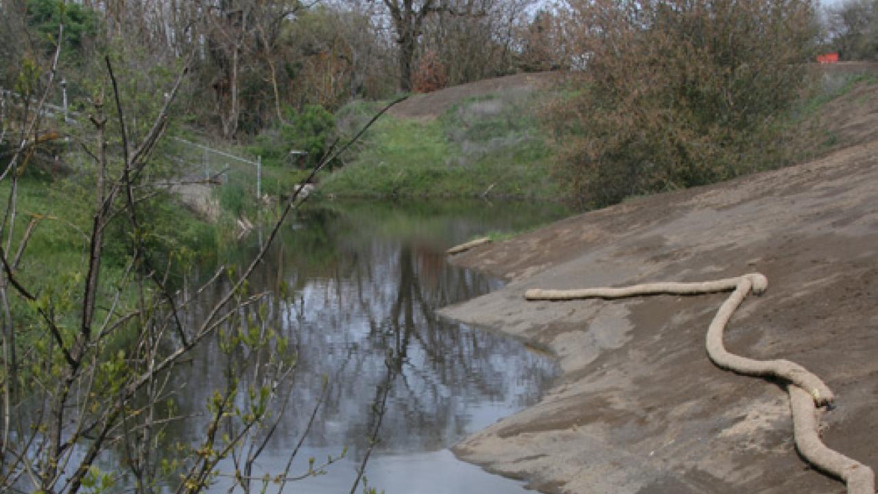 The shoreline here was recently re-graded and scalloped to create a habitat for the native Western Pond Turtle. Putah Creek shoreline