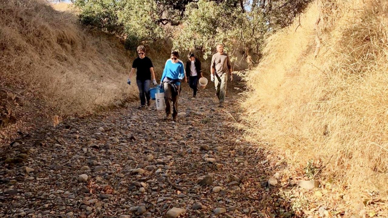 The Learning by Leading S.E.E. Putah Creek team has tackled invasive species control, seed collection and updating their Bloom Calendar this Fall quarter. S.E.E. Putah Creek interns walk together collecting seeds in the reserve.