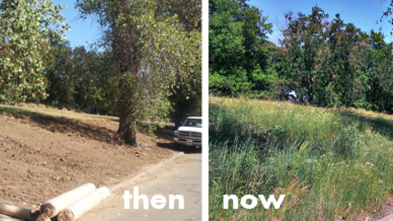 before: dirt slope; after:grassy slope 