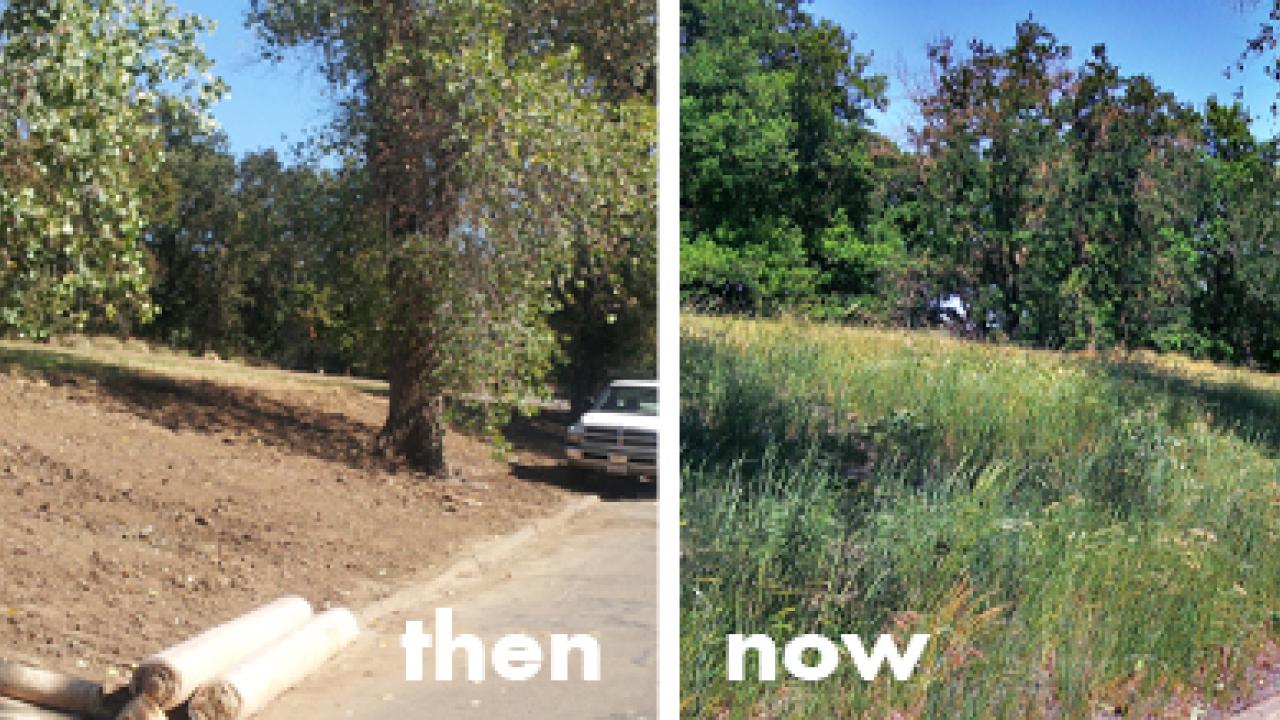 This area at the west end of the UC Davis Arboretum, once subject to erosion from stormwater, is now home to native grasses. before: dirt slope; after:grassy slope