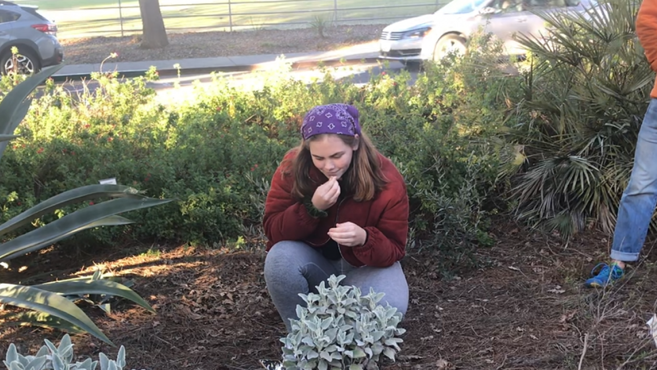 UC Davis Arboretum and PUblic Garden Learning by Leading Sustainable Horticulture intern examining plants.