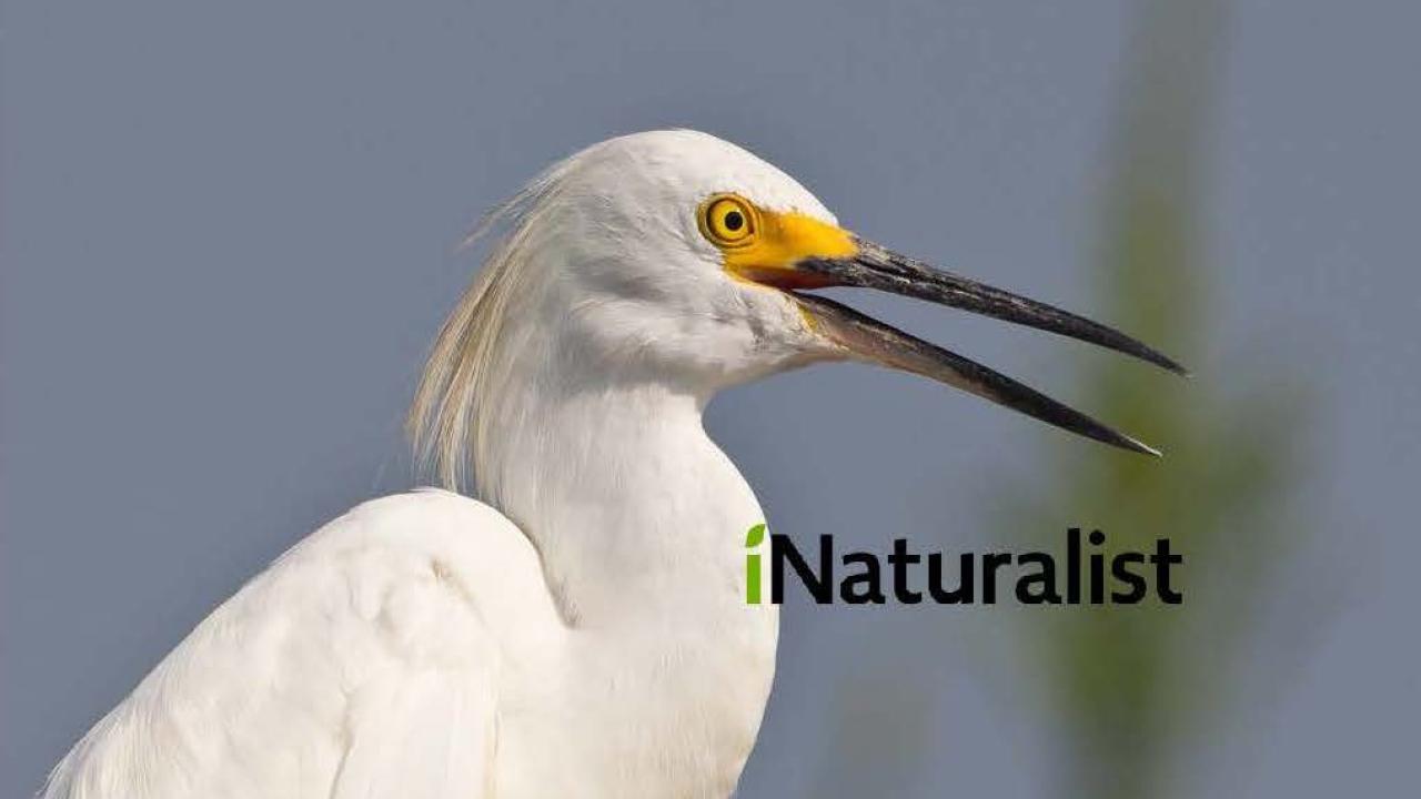 Photo of snowy egret