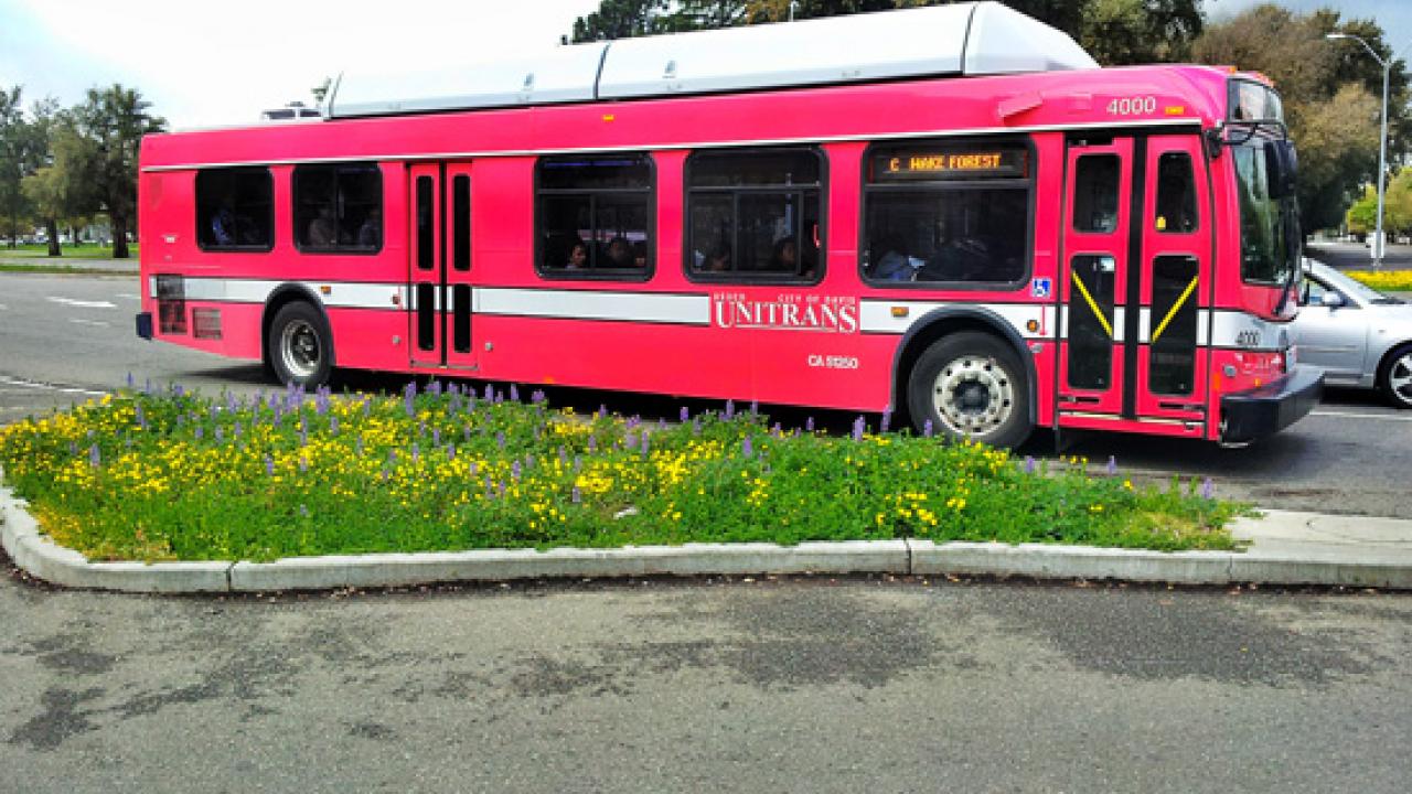 Unitrans Bus and wildflowers