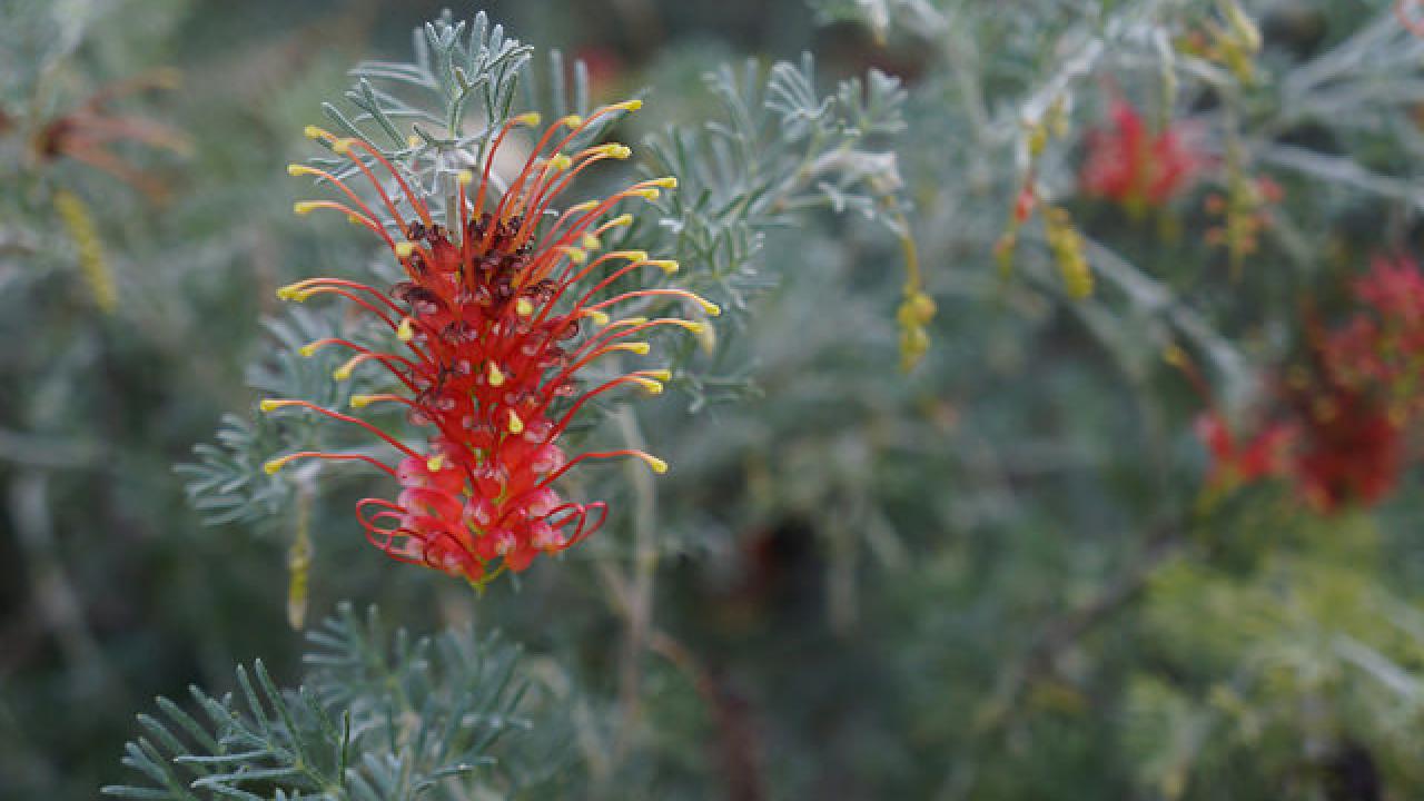 Image of Grevillea from the UC Davis Arboretum Australian Collection.