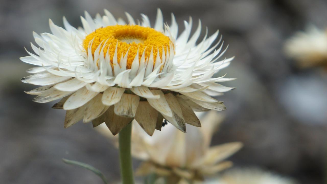 photo of flower in the Australia and New Zealand collection