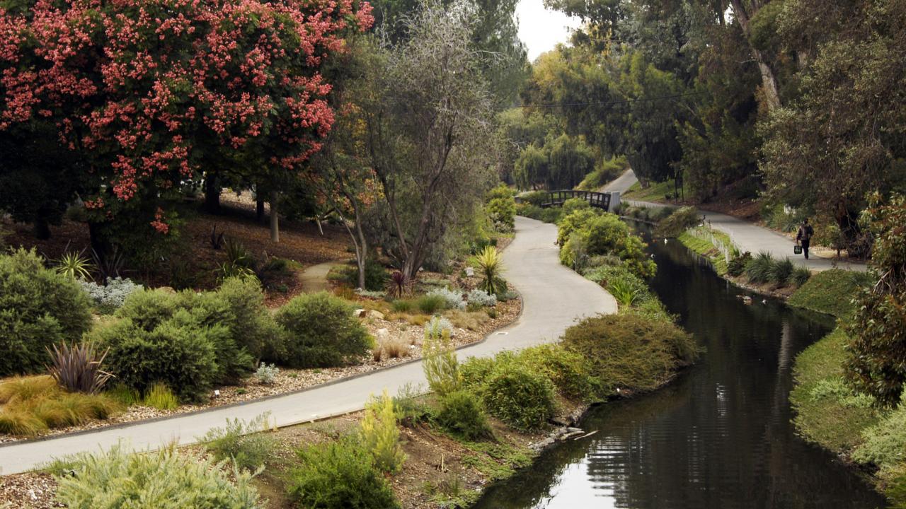 Image of the Australia and New Zealand Collection in the UC Davis Arboretum.