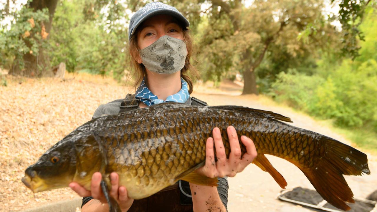 UC Davis student with a carp that's part of a research project taking place in the UC Davis Arboretum Waterway.