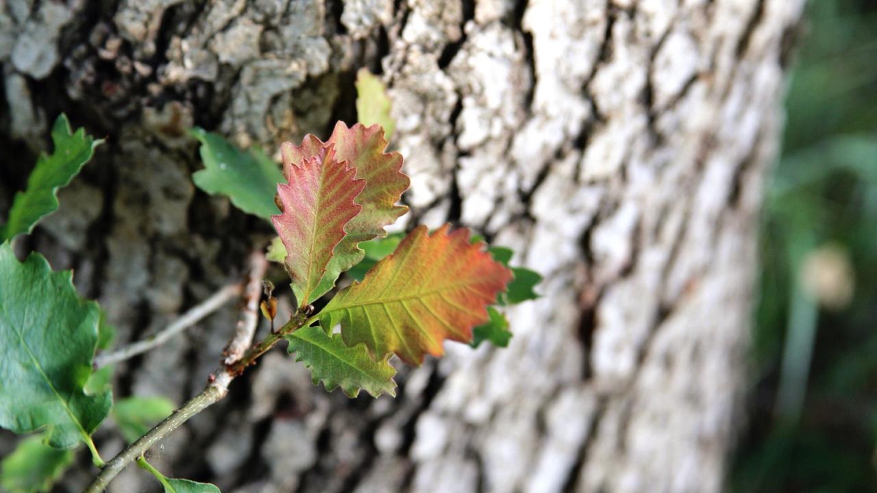 Image of oak leaf against oak bark in the UC Davis Arboretum.