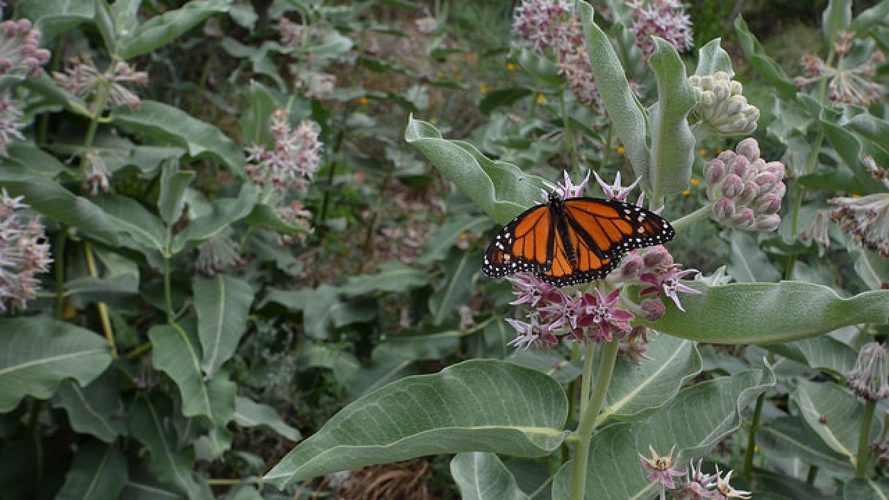 Pollinator Gardening