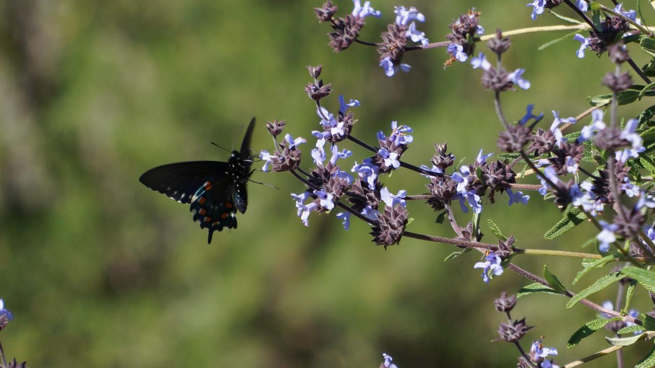 Image of pipevine swallowtail butterfly on Salvia. 