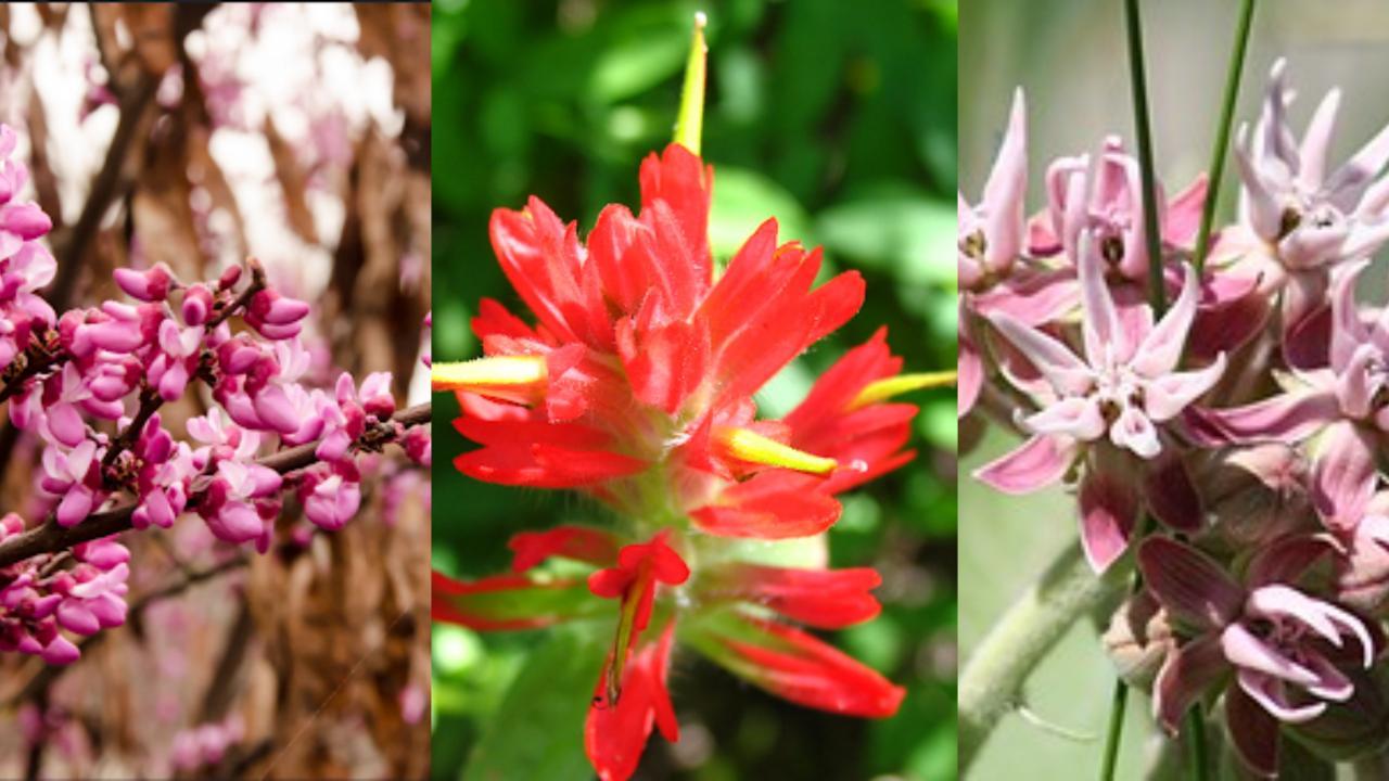 Series of three California native flowers