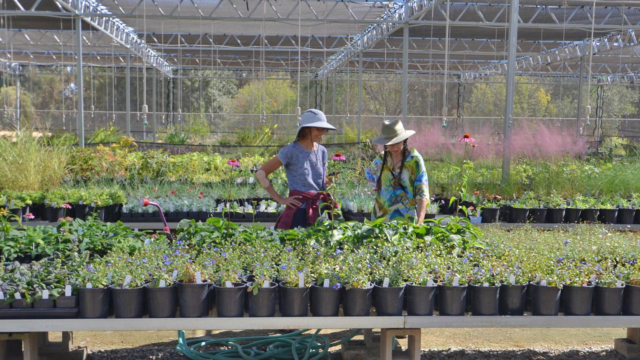 Image of shoppers in the UC Davis Arboretum Teaching Nursery