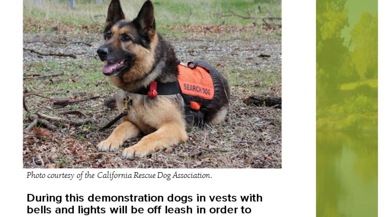 Rescue dog training