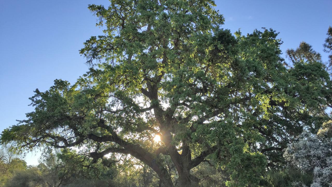 Image of a valley oak in the UC Davis Arboretum. 