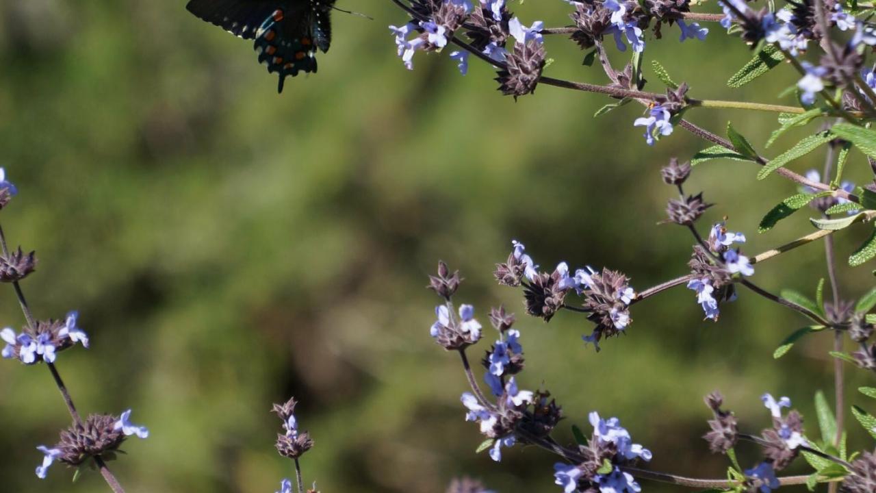 Potted Plants for Pollinators UC Davis Arboretum and Public Garden