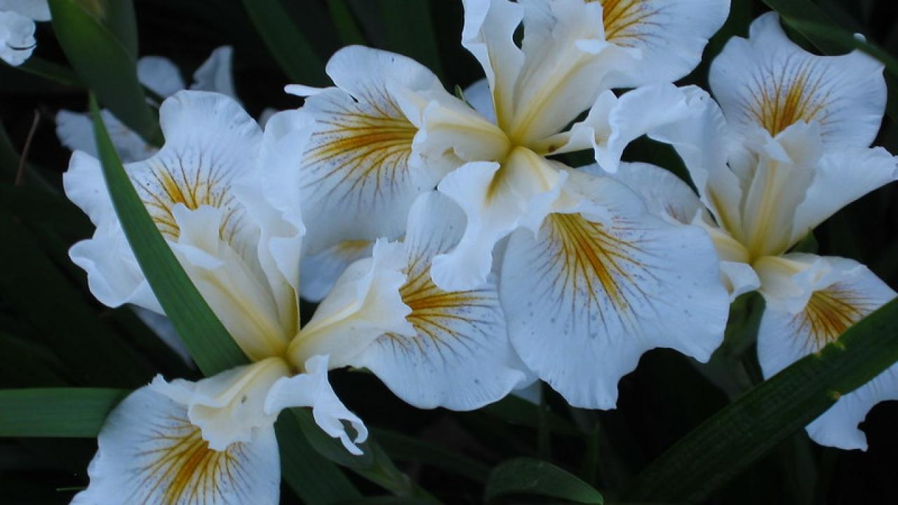 image of white iris.