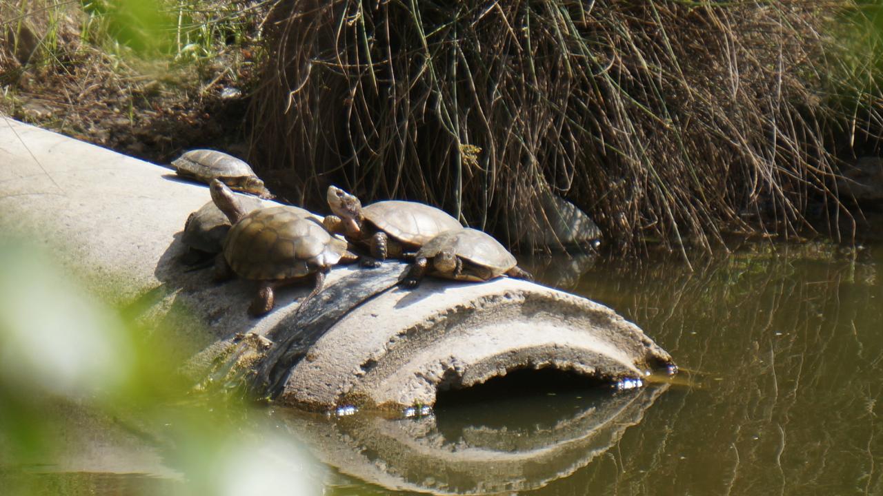 Image of Western pond turtles sunning themselves on a concrete pipe in the UC Davis Arboretum waterway.