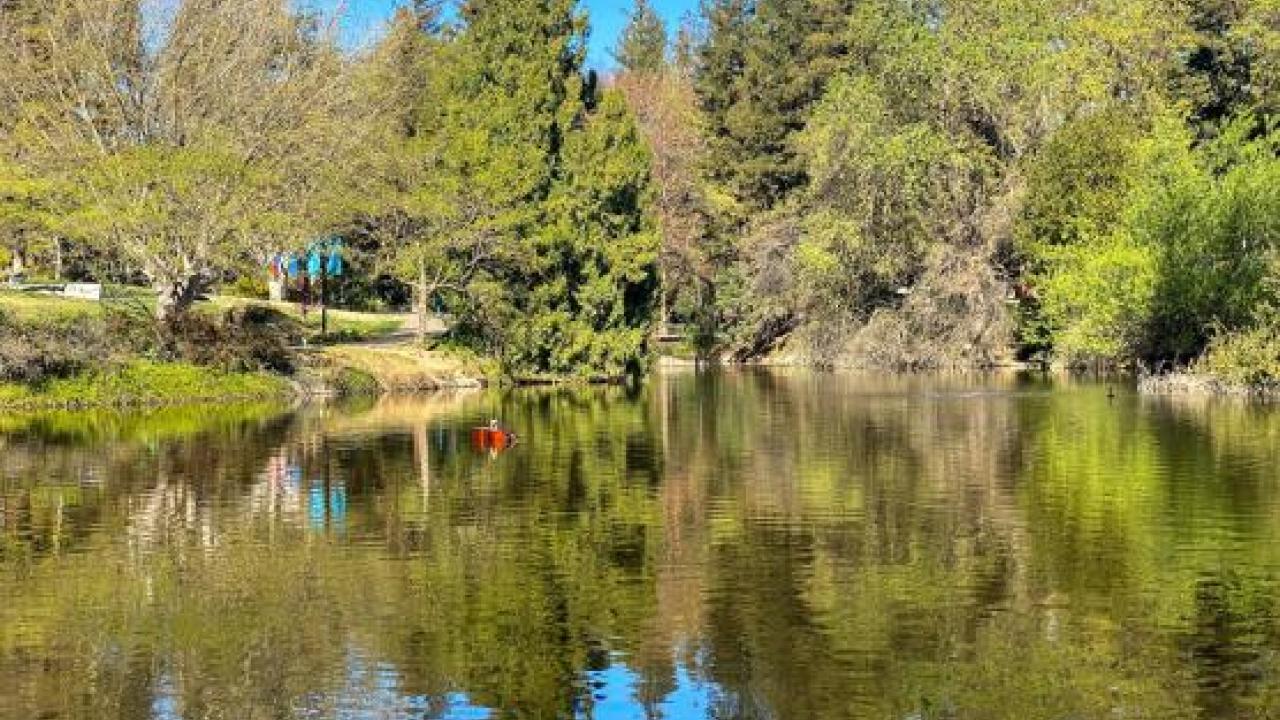 A cello floats across Lake Spafford in the Arboretum and Public Garden at UC Davis
