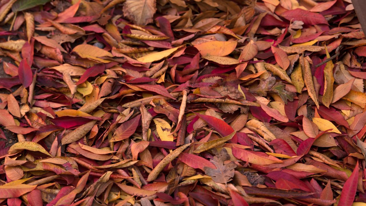 Red and yellow fallen leaves cover the ground