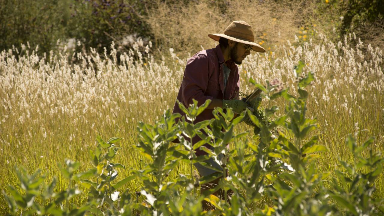Image of landscape assistant working in a field of California native plants.