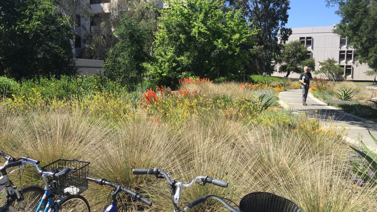 Image of a low-water, sustainable, UC Davis landscape with parked bikes in the foreground.