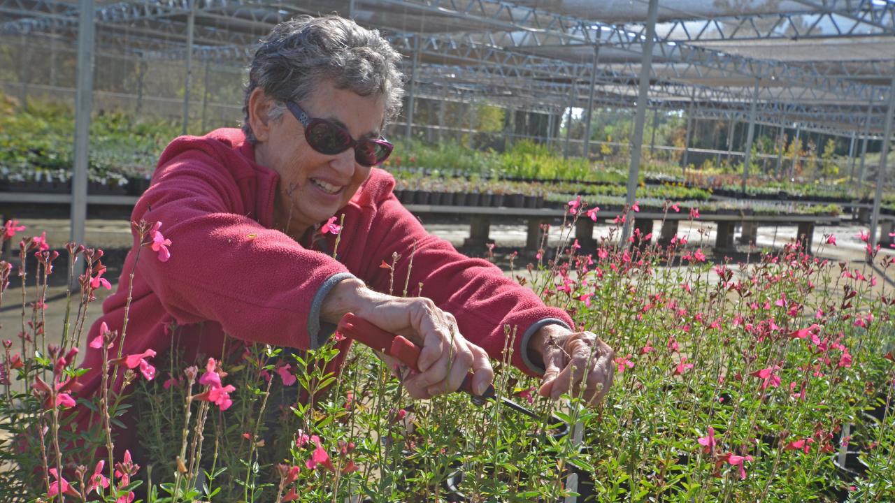 Image of woman with short gray hair and sunglasses tending to plants at the UC Davis Arboretum Teaching Nursery.