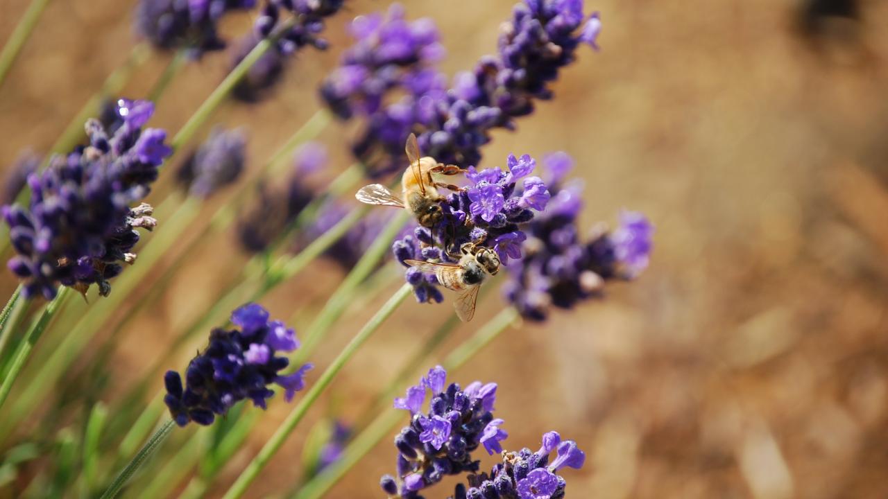 bee on lavender