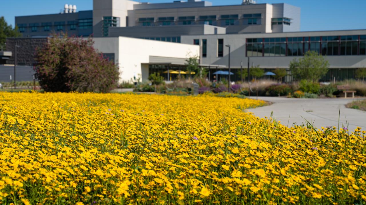Image of a yellow field of yellow ray goldfield flowers on the UC Davis campus.