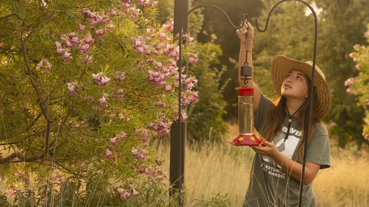 Image of Elizabeth Hursh '22 placing a hummingbird feeder in the UC Davis Arboretum and Public Garden as part of an ongoing research project.