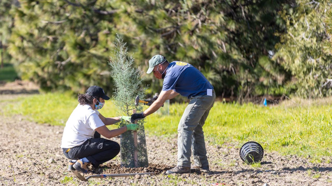 Image of two people planting a tree. 