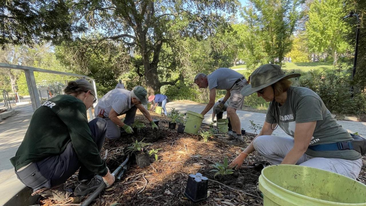Volunteer planting